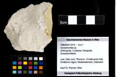 Foto (Objekt + Etiketten) von Goniodromites sp. 